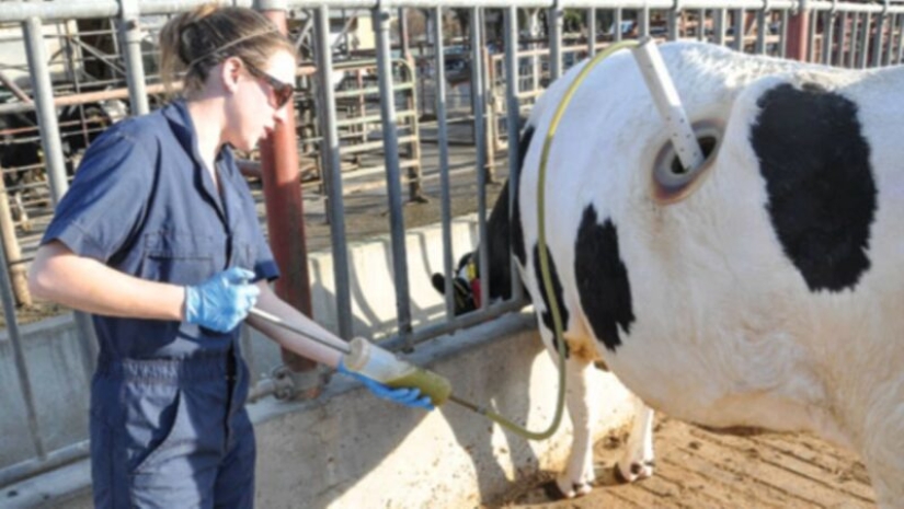 Por qué las vacas hacen agujeros en los costados