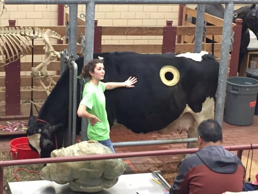 Por qué las vacas hacen agujeros en los costados