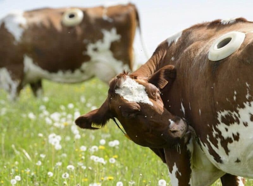 Por qué las vacas hacen agujeros en los costados