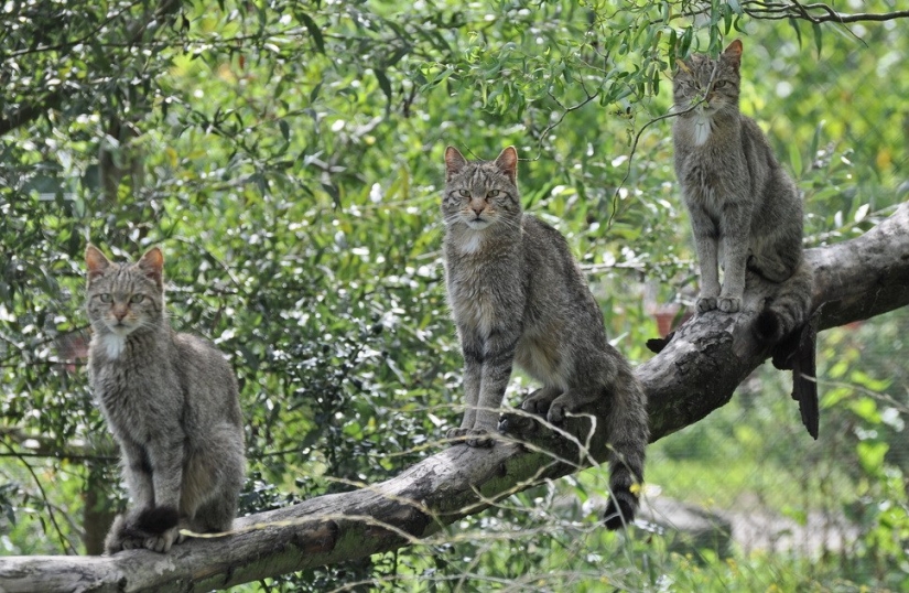 Por qué los australianos necesitan una "gran muralla" contra los gatos