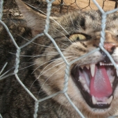 Por qué los australianos necesitan una "gran muralla" contra los gatos