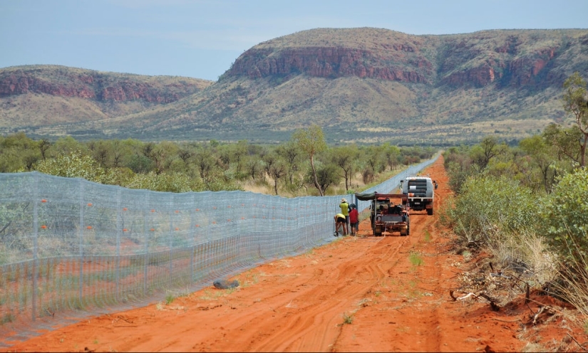 Por qué los australianos necesitan una "gran muralla" contra los gatos