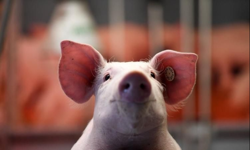 Por qué los cerdos se utilizan como donantes de órganos para humanos y no para monos