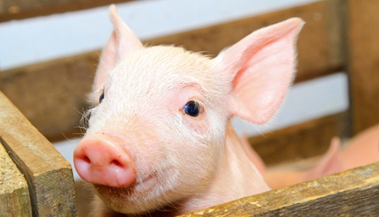 Por qué los cerdos se utilizan como donantes de órganos para humanos y no para monos
