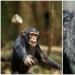 ¿Por qué los chimpancés tiran sus montones?