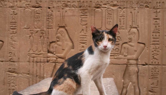 ¿Por qué los gatos eran tan amados y venerados en el antiguo Egipto?