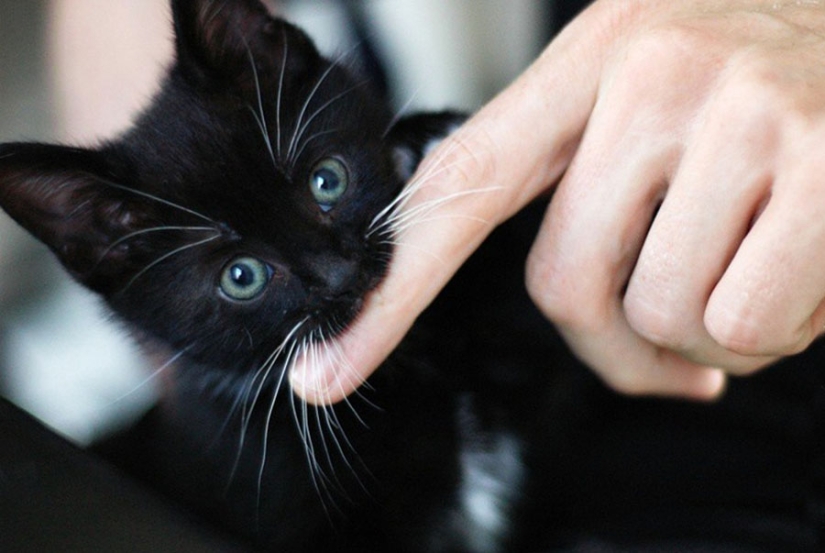 Por qué los gatos lamen la cara de las personas