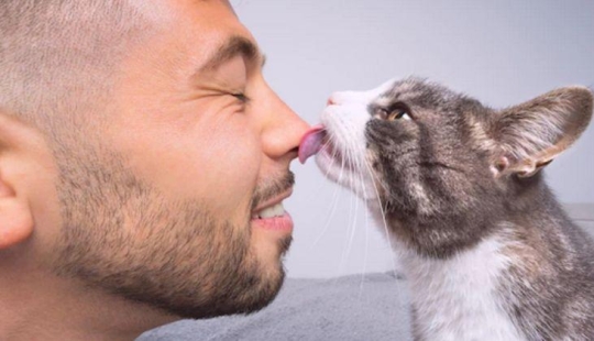 Por qué los gatos lamen la cara de las personas