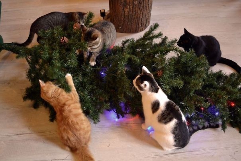 Por qué los gatos se sienten tan atraídos por los árboles de Navidad?