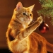 Por qué los gatos se sienten tan atraídos por los árboles de Navidad?