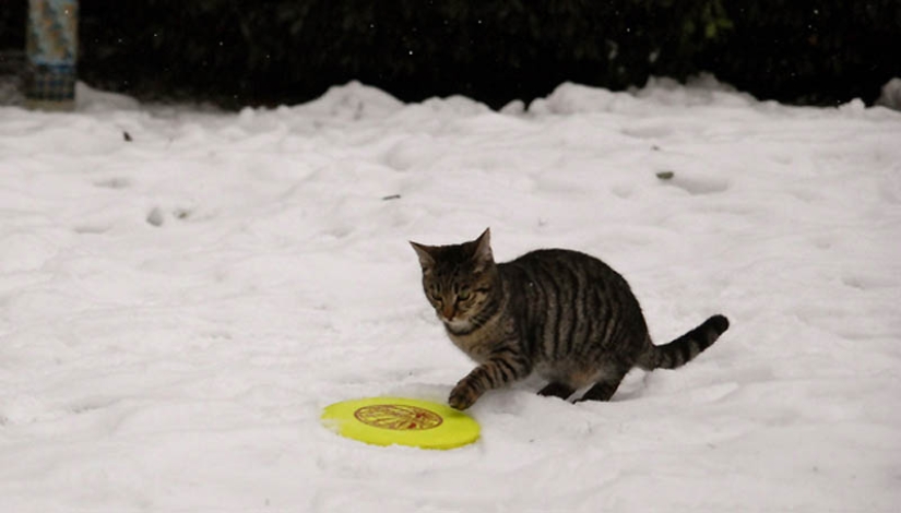 Por qué los gatos son mejores que los perros