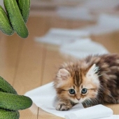 Por qué los gatos tienen miedo de los pepinos: la autorizada opinión de los científicos