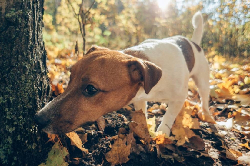 Por qué los gatos y los perros tienen la nariz húmeda y fría