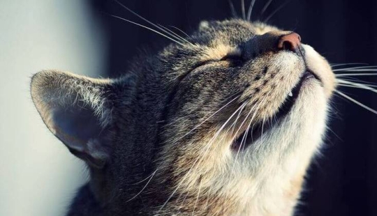 Por qué los gatos y los perros tienen la nariz húmeda y fría