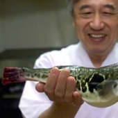 ¿Por qué los gourmets valoran el mortífero pez globo y qué riesgos corren?