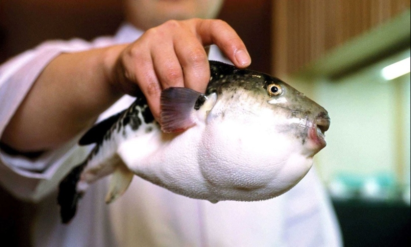 ¿Por qué los gourmets valoran el mortífero pez globo y qué riesgos corren?