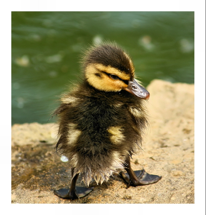 ¿Por qué los patitos son tan lindos?