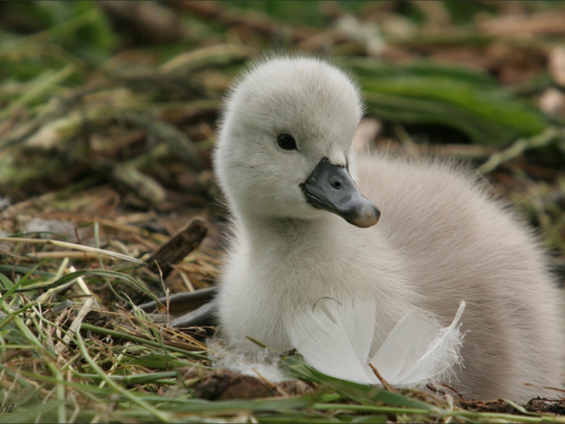 ¿Por qué los patitos son tan lindos?