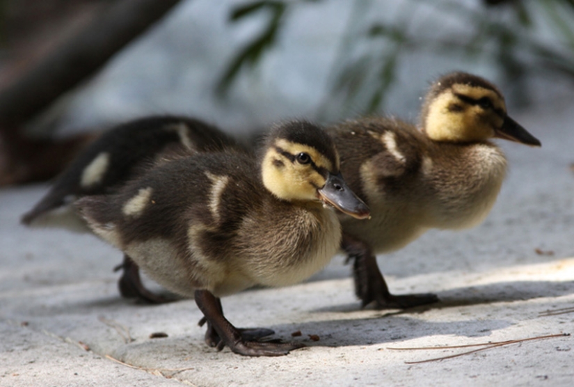 ¿Por qué los patitos son tan lindos?