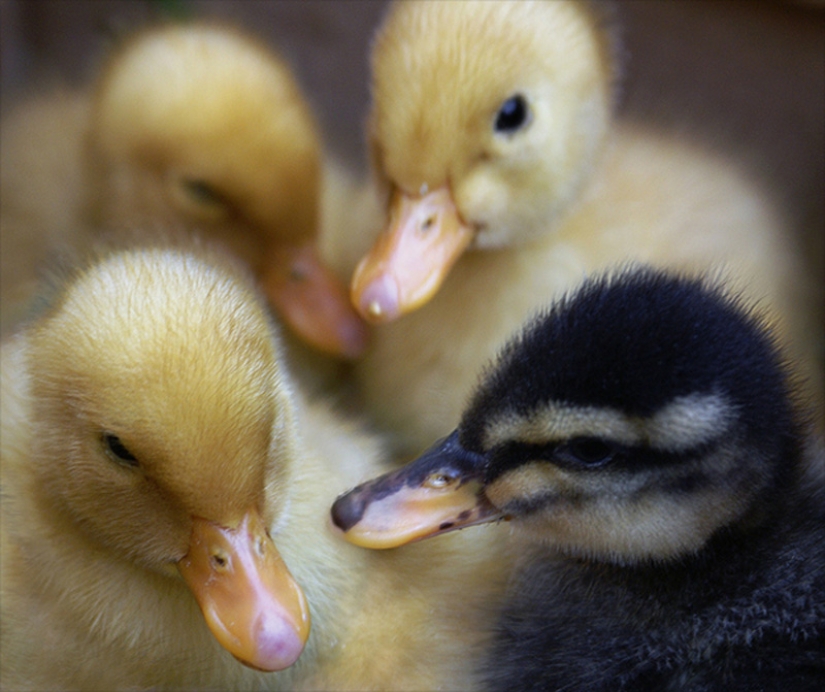 ¿Por qué los patitos son tan lindos?