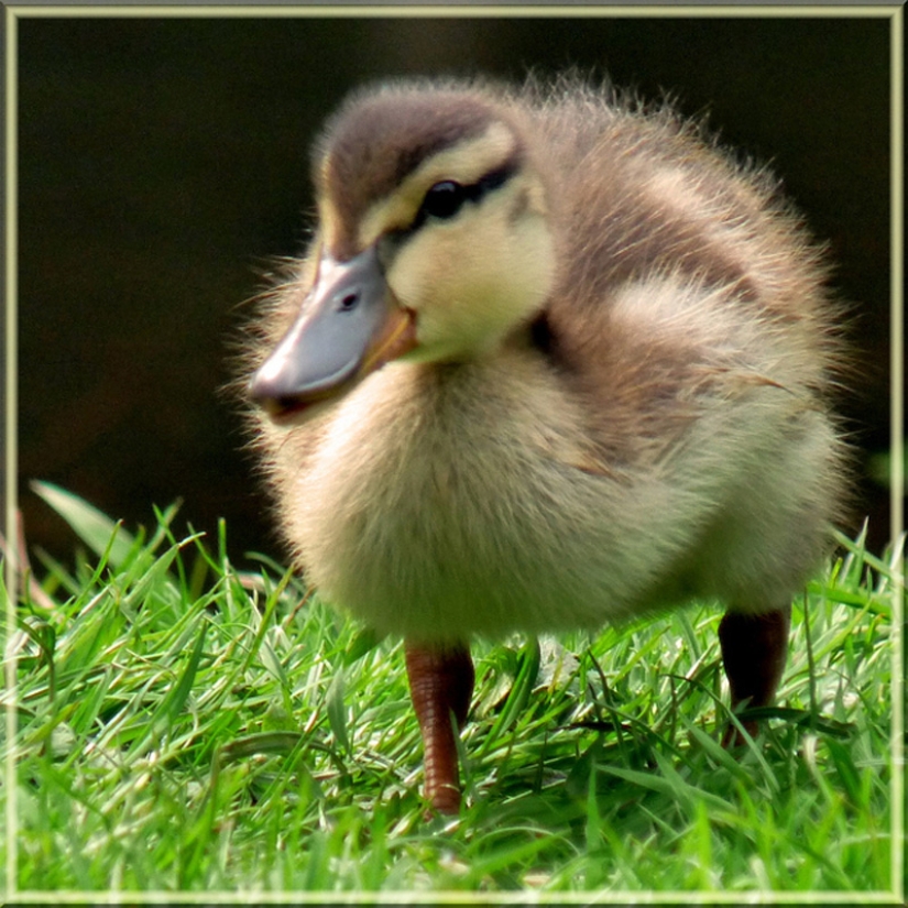 ¿Por qué los patitos son tan lindos?