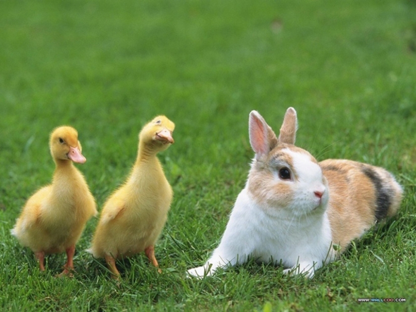 ¿Por qué los patitos son tan lindos?