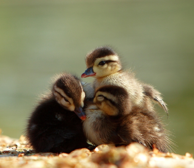 ¿Por qué los patitos son tan lindos?