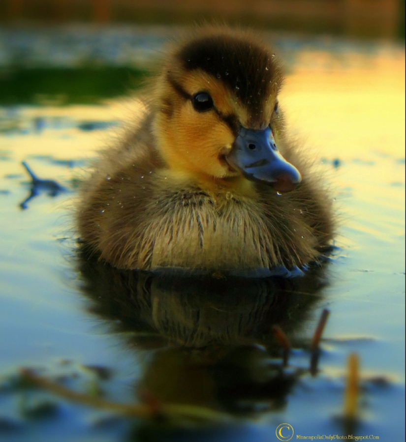 ¿Por qué los patitos son tan lindos?