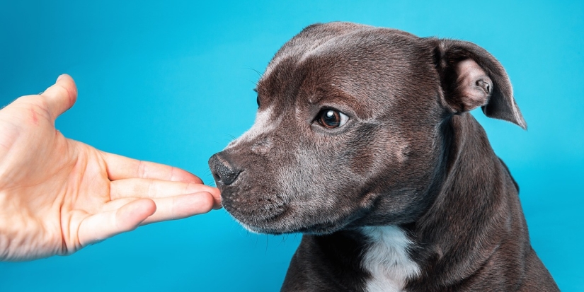 ¿Por qué los perros tienen la nariz mojada y fría?