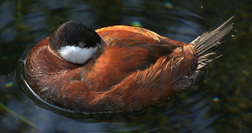 ¿Por qué los pájaros esconden sus picos bajo sus alas?