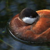 ¿Por qué los pájaros esconden sus picos bajo sus alas?