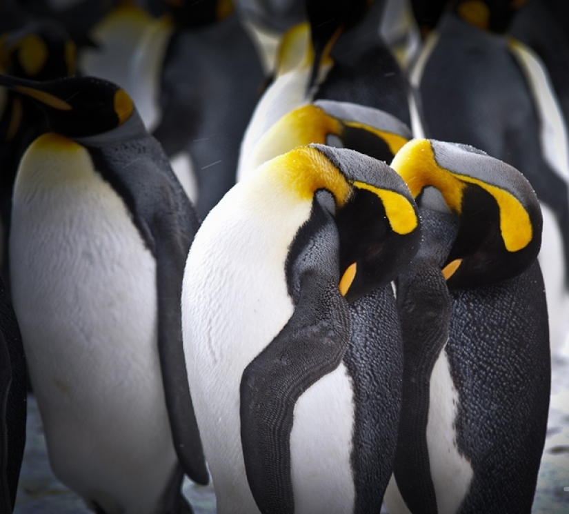 ¿Por qué los pájaros esconden sus picos bajo sus alas?