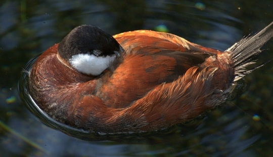 ¿Por qué los pájaros esconden sus picos bajo sus alas?