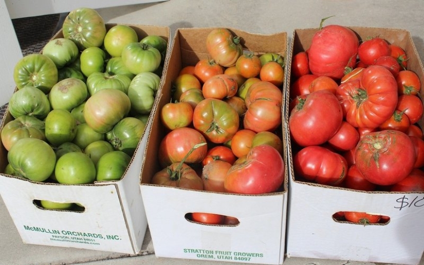 Por qué maduran las frutas verdes