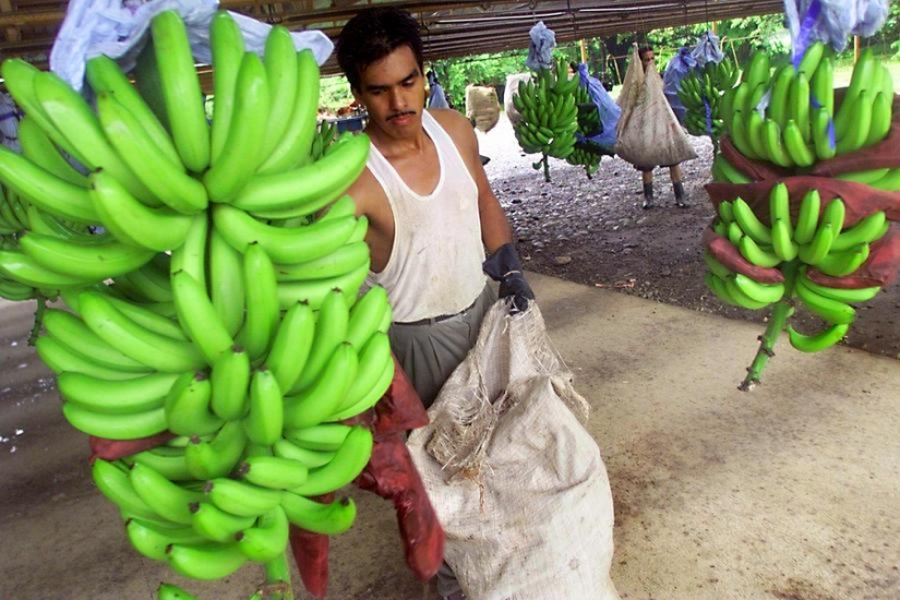 Por qué maduran las frutas verdes