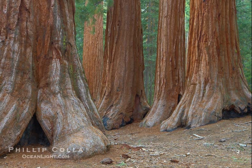 Por qué nadie ha visto cómo mueren los centenarios más altos — sequoias -