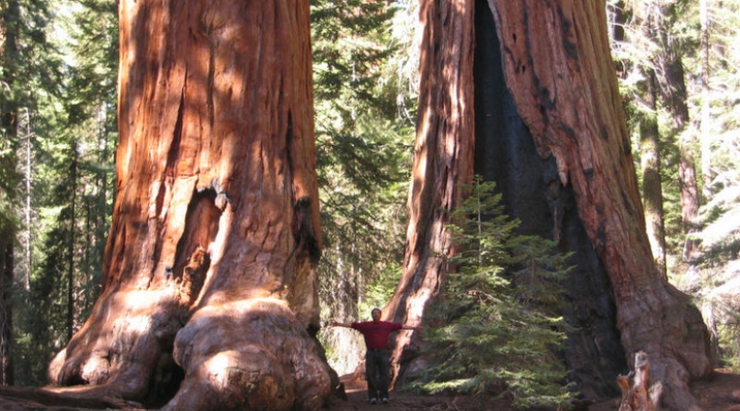 Por qué nadie ha visto cómo mueren los centenarios más altos — sequoias -