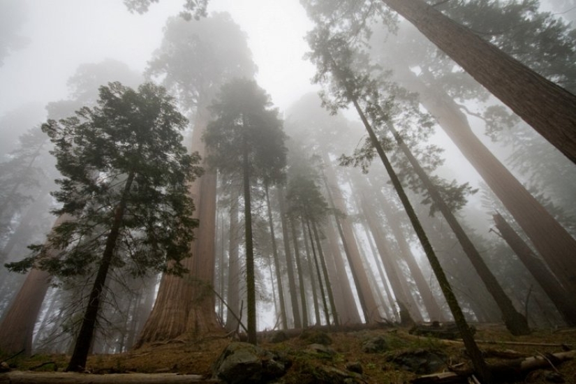 Por qué nadie ha visto cómo mueren los centenarios más altos — sequoias -