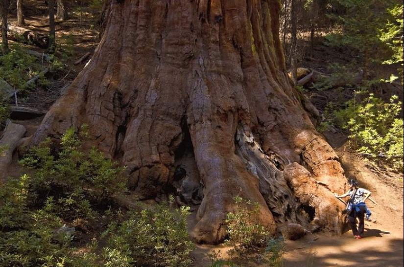 Por qué nadie ha visto cómo mueren los centenarios más altos — sequoias -