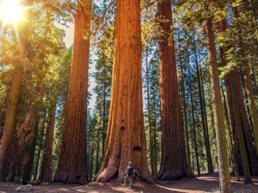 Por qué nadie ha visto cómo mueren los centenarios más altos — sequoias -