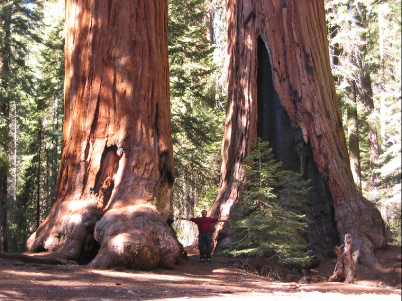 Por qué nadie ha visto cómo mueren los centenarios más altos — sequoias -