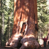 Por qué nadie ha visto cómo mueren los centenarios más altos — sequoias -