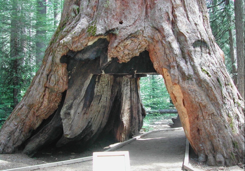 Por qué nadie ha visto cómo mueren los centenarios más altos — sequoias -