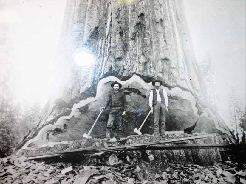 Por qué nadie ha visto cómo mueren los centenarios más altos — sequoias -