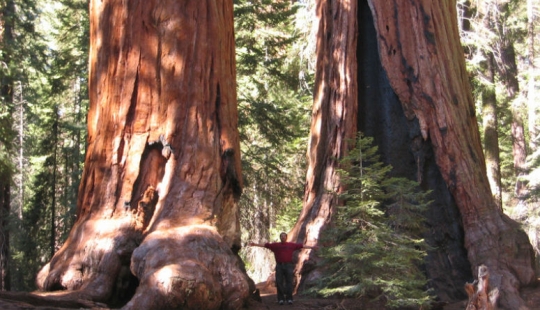 Por qué nadie ha visto cómo mueren los centenarios más altos — sequoias -