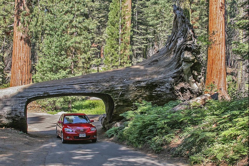 Por qué nadie ha visto cómo mueren los centenarios más altos — sequoias -