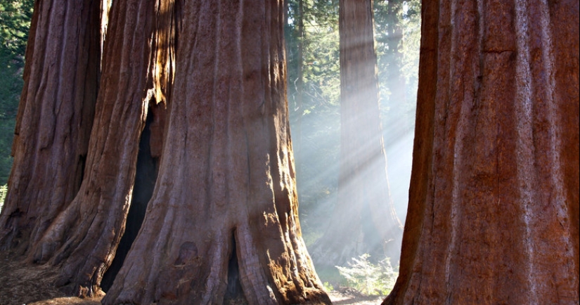 Por qué nadie ha visto cómo mueren los centenarios más altos — sequoias -