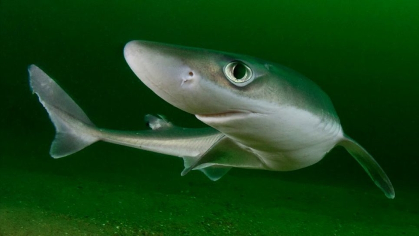 Por qué no hay tiburones peligrosos para los humanos en el Mar Negro