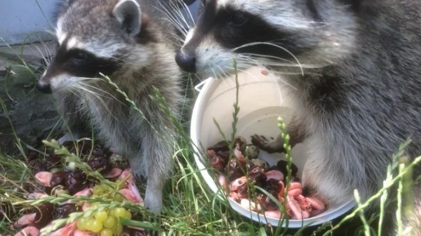 ¿Por qué no iniciar un mapache