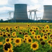 Por qué se plantan girasoles en lugares de desastres nucleares